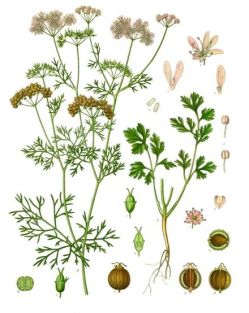 Coriandrum_sativum_-_Köhler–s_Medizinal-Pflanzen-193